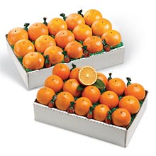 SolZest Mandarins