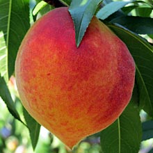 Chin Drip'n Georgia Peaches